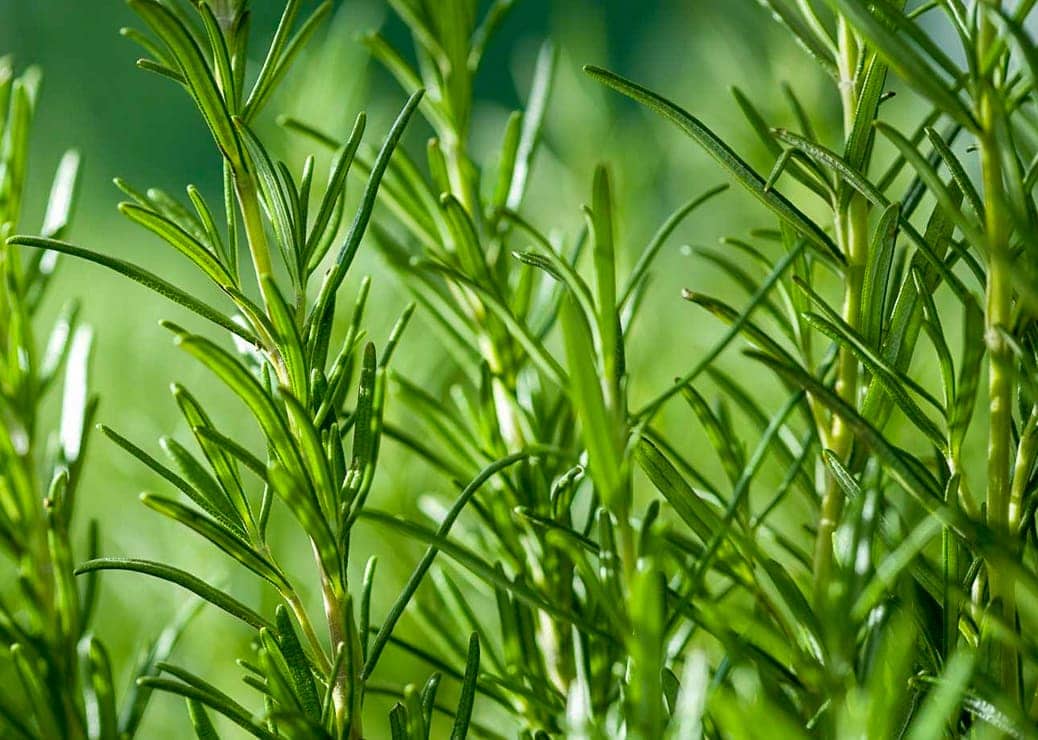 herbs: the bare essentials