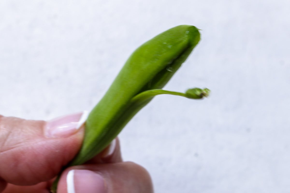 One snap pea held between fingers with stem and string half way pulled down seam of pea.